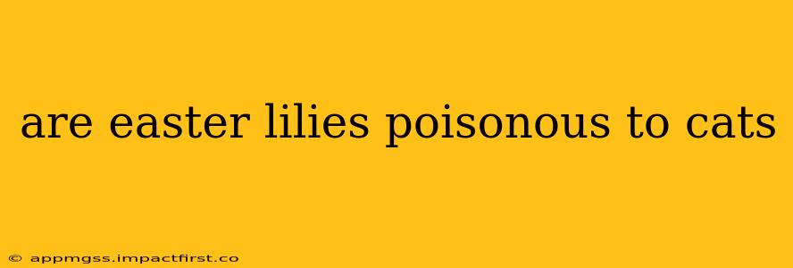 are easter lilies poisonous to cats