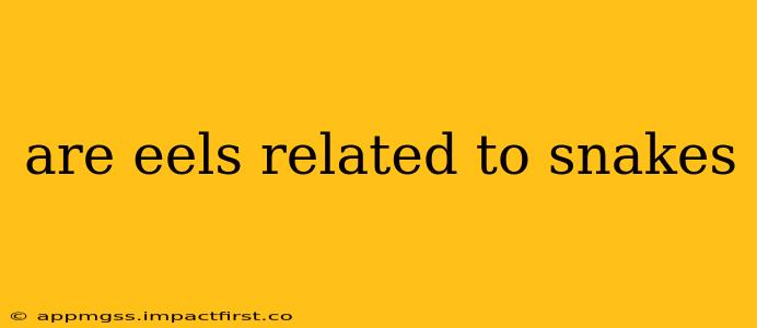are eels related to snakes