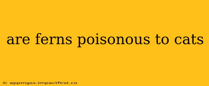are ferns poisonous to cats