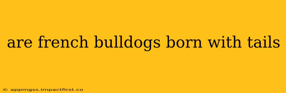 are french bulldogs born with tails