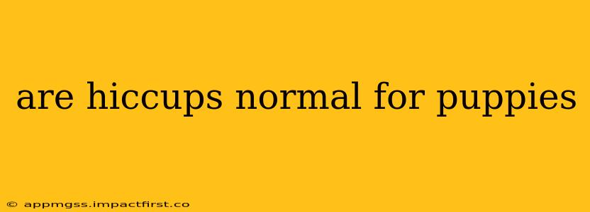 are hiccups normal for puppies