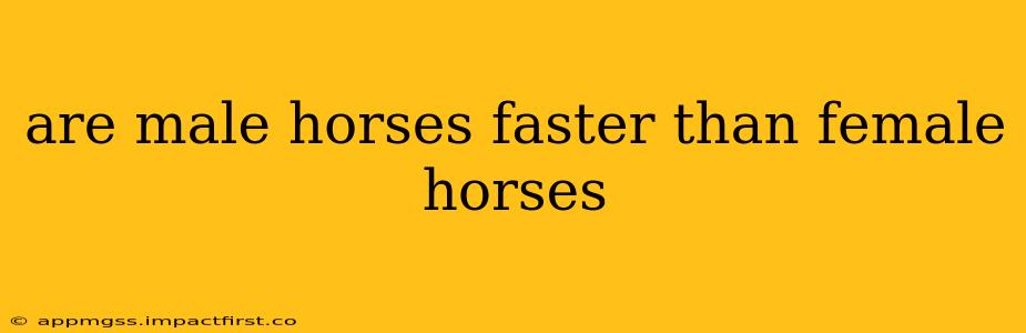 are male horses faster than female horses