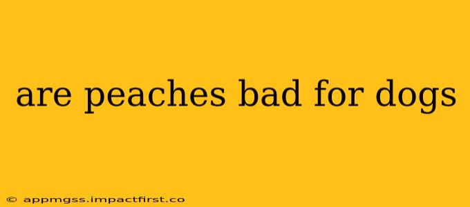 are peaches bad for dogs