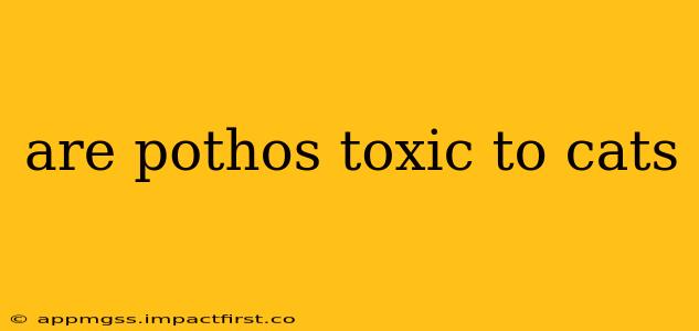 are pothos toxic to cats