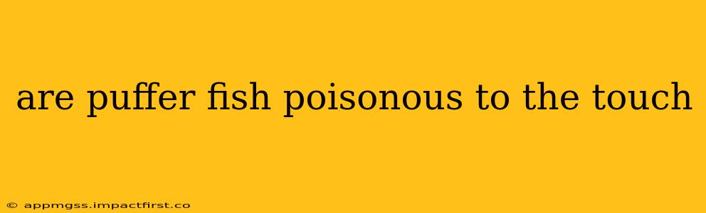 are puffer fish poisonous to the touch