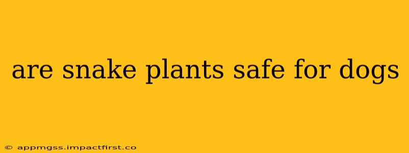 are snake plants safe for dogs