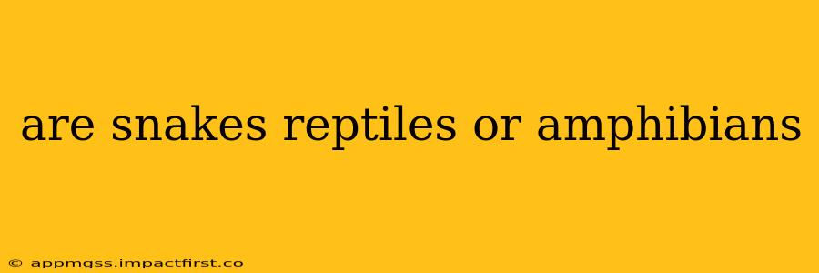 are snakes reptiles or amphibians