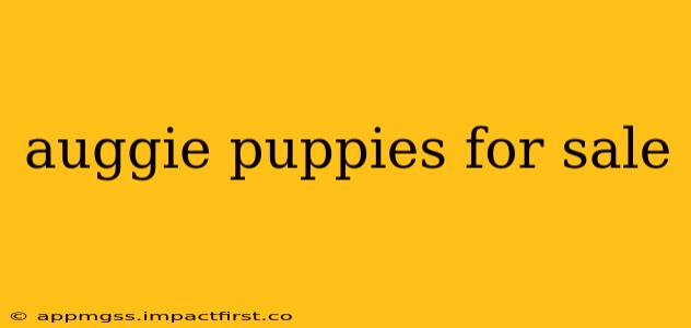 auggie puppies for sale