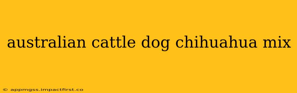 australian cattle dog chihuahua mix