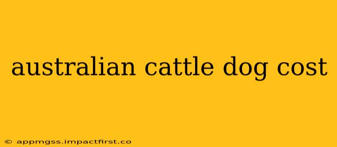australian cattle dog cost