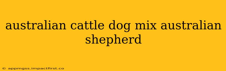 australian cattle dog mix australian shepherd