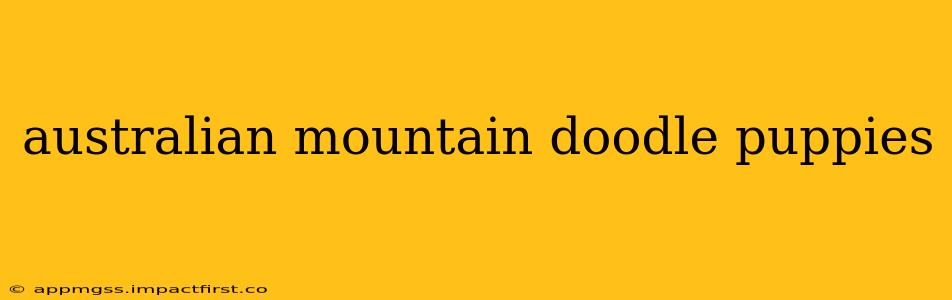 australian mountain doodle puppies