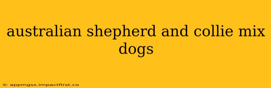 australian shepherd and collie mix dogs