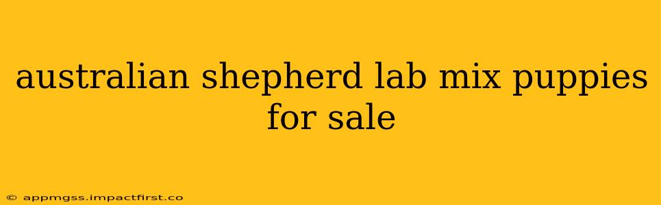 australian shepherd lab mix puppies for sale