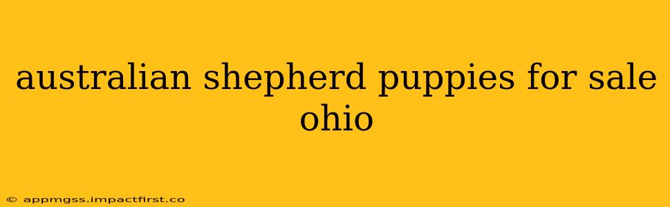 australian shepherd puppies for sale ohio