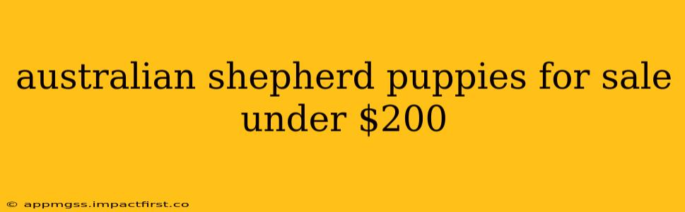 australian shepherd puppies for sale under $200