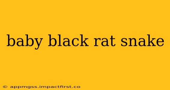 baby black rat snake