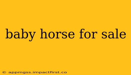 baby horse for sale