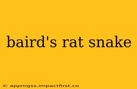 baird's rat snake