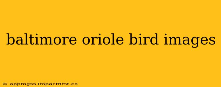 baltimore oriole bird images