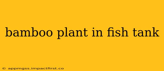 bamboo plant in fish tank