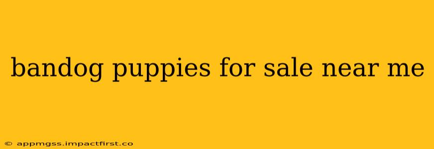 bandog puppies for sale near me