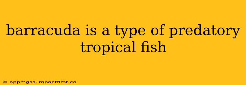 barracuda is a type of predatory tropical fish