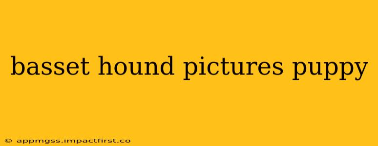 basset hound pictures puppy