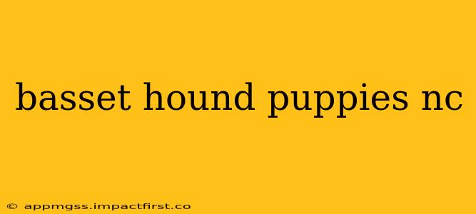 basset hound puppies nc