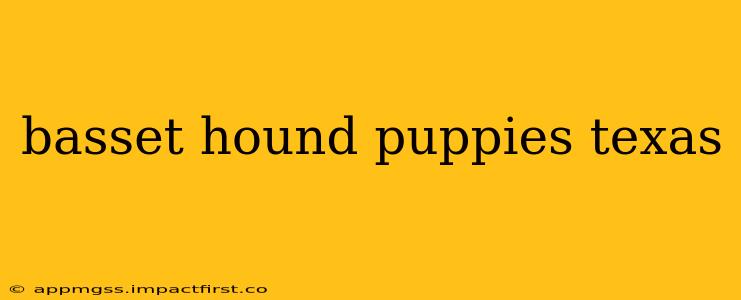 basset hound puppies texas