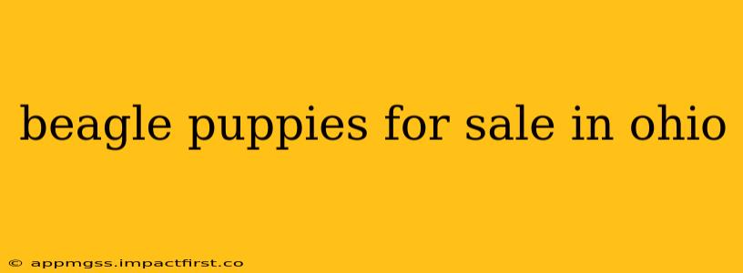 beagle puppies for sale in ohio