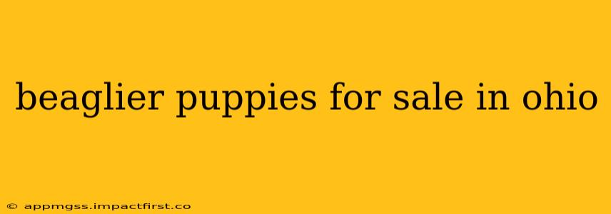 beaglier puppies for sale in ohio