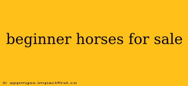 beginner horses for sale