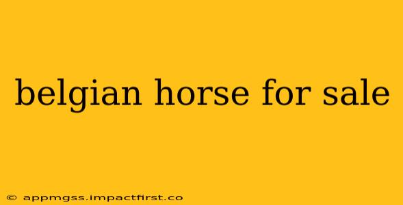 belgian horse for sale