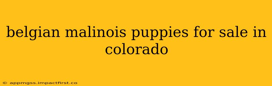 belgian malinois puppies for sale in colorado