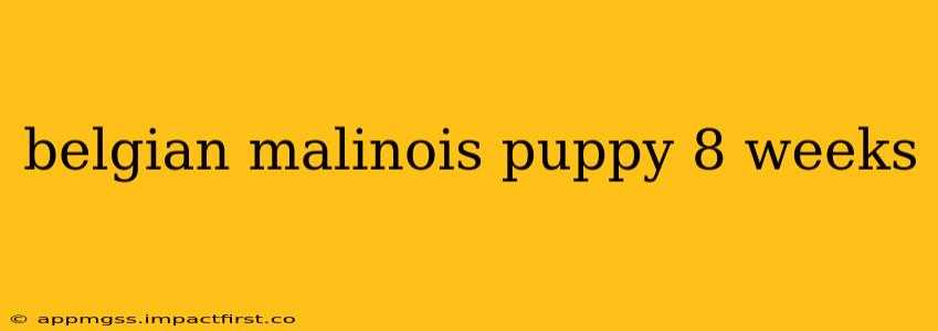 belgian malinois puppy 8 weeks