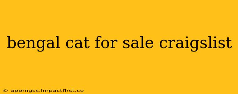 bengal cat for sale craigslist