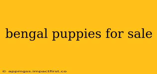 bengal puppies for sale