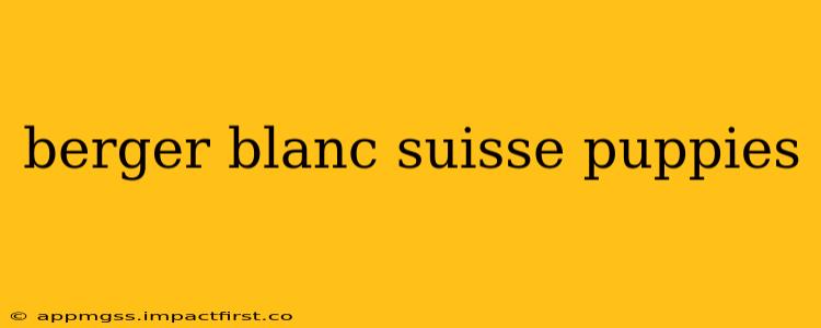 berger blanc suisse puppies