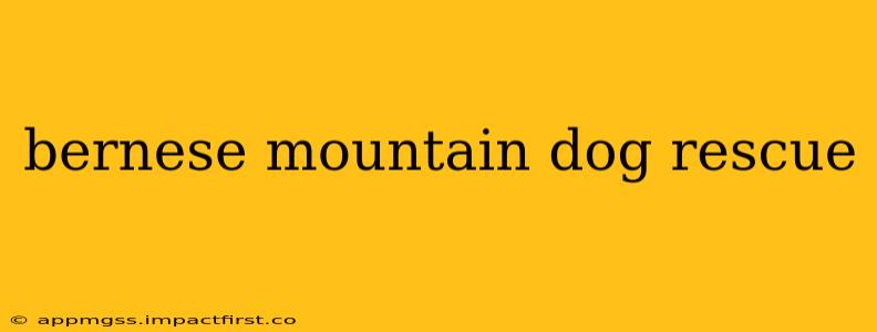 bernese mountain dog rescue