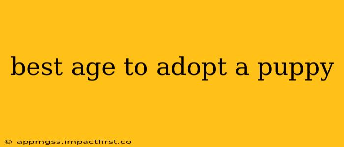 best age to adopt a puppy