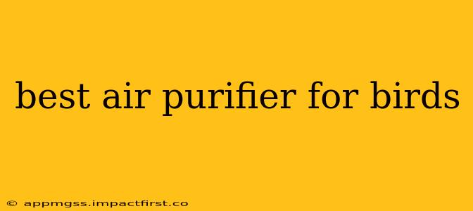 best air purifier for birds