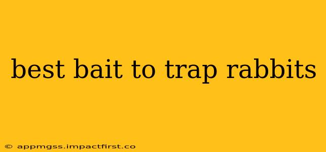 best bait to trap rabbits