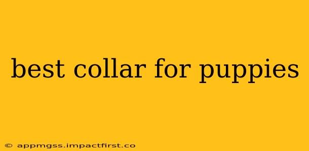 best collar for puppies