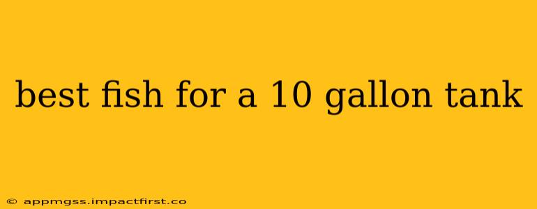 best fish for a 10 gallon tank