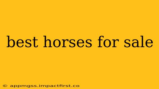 best horses for sale