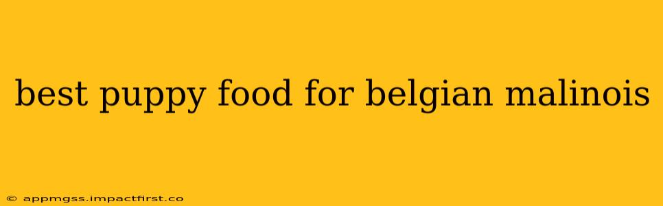 best puppy food for belgian malinois
