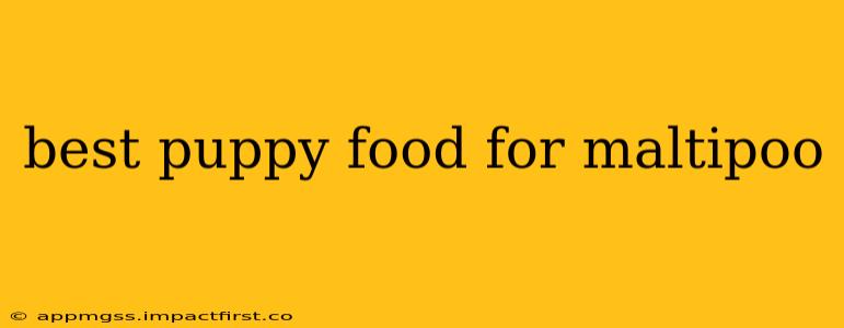 best puppy food for maltipoo