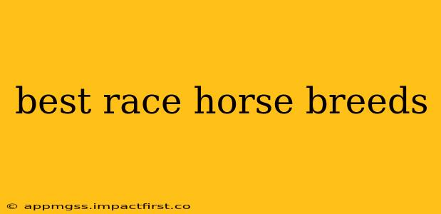 best race horse breeds