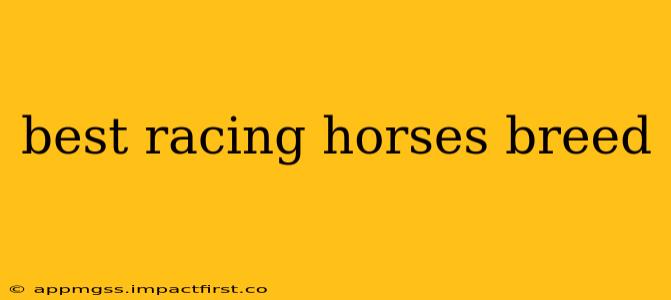 best racing horses breed